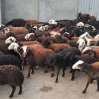 گوسفند شیشک