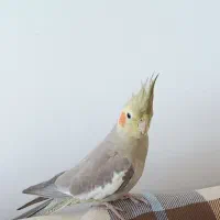 عروس هلندی دارچینی گمشده