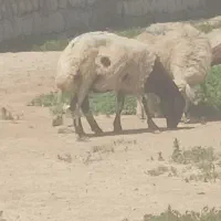 گوسفند و بره نر و ماده مخصوص عید قربان