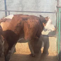 گوساله سیمنتال ماده