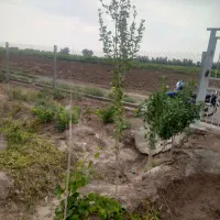 باغچه لنگرود قم