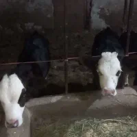 گاو گوساله نر
