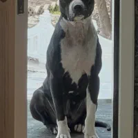 واگزاری سگ پیت بول درجه یک