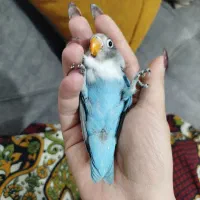 کوتوله برزیلی دستی