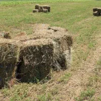 یونجه خشک علفی