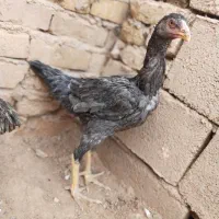 مرغ لاری|حیوانات مزرعه|تربت جام, جامرود|دیوار