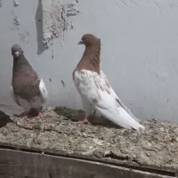کبوتر سینه سار و سار دمسفید|پرنده|شیروان (خراسان), |دیوار