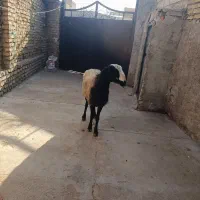 گوشتالو|حیوانات مزرعه|فردیس, شهرک ناز|دیوار