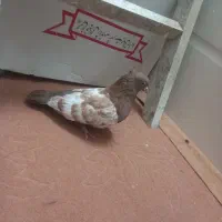 کبوتر|پرنده|قم, سراجه (۱۵ خرداد)|دیوار