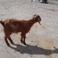 بز بور