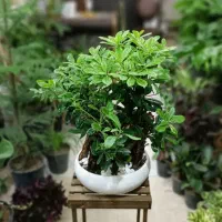 فروش بنسای به صورت عمده و جزئی