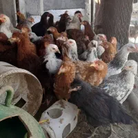 جوجه3ماهه محلی