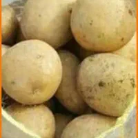 فروش انواع ارقام سیب زمینی|عمدهفروشی|زالیان, |دیوار