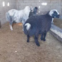 سه راس بره نر تخمی یابذری انتیک