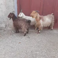 میش و بز|حیوانات مزرعه|مرودشت, رامجرد یک|دیوار