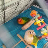 گرینچیک عروس هلندی فنچ جامبو قفس و..