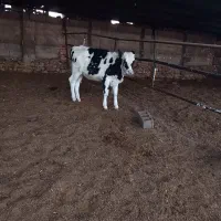 گوساله ماده و گوساله نر و دوتا گاو ابستن|حیوانات مزرعه|تربت جام, میان جام|دیوار