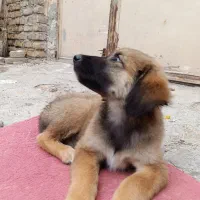 سگ ژرمن|سگ|پیشوا, |دیوار