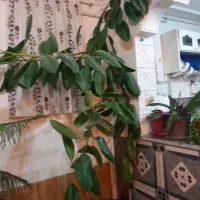 گل زیبا|گل و گیاه طبیعی|اشترینان, |دیوار