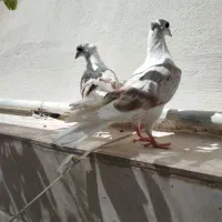 سه عدد کبوتر|پرنده|خرم‌آباد, |دیوار