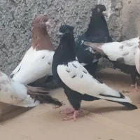 هشت کبوتر سینه ای