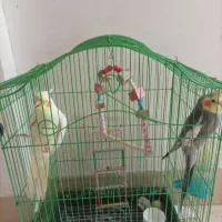 عروس هلندی