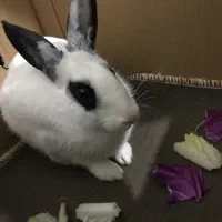 خر گوش|موش و خرگوش|مسجد سلیمان, |دیوار