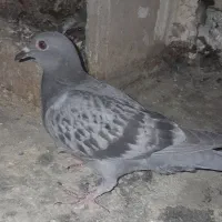 جوجه|پرنده|گناباد, |دیوار