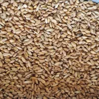 گندم|خوردنی و آشامیدنی|باوی, |دیوار