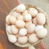 تخم مرغ نطفه دار گلین