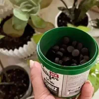 تقویت گلهای اپارتمانی