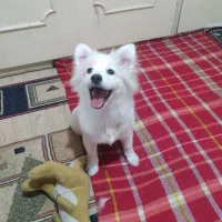 بازیگوش.ولی با ادب