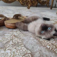بچه گربه3ماه نژاداسکاتیش پرشین باچشمهای آبی