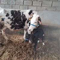 گاو گوساله دار