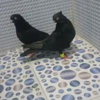 زاغ|پرنده|بم, |دیوار