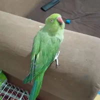 طوطی ملنگو سوخن گو کشیده