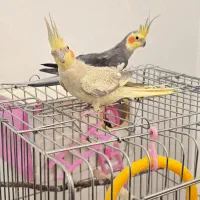 عروس هلندی نر و ماده با جوجه