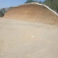 ذرت علوفه ایی