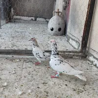 کفترچندتا نروماده جفتی آس|پرنده|شیراز, شیخ علی چوپان|دیوار