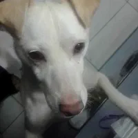 سگ گمشده|سگ|رضویه, |دیوار