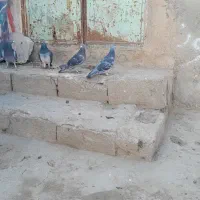 کبوتر پلاکی