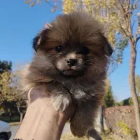 پارمین پرتغالی