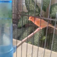 سه عدد قناری