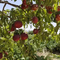فروش زمین ۵۰۰۰ متری در شهرک آزادی|فروش زمین و ملک کلنگی|تهران, شهرک آزادی|دیوار