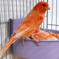 قناری|پرنده|شوشتر, |دیوار