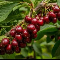آلبالو گوشواره ای