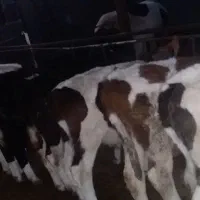 ۱۲راس گوساله نرسیمیتال