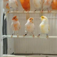 قناری لیزارد ،گلاستر ،یلو و موزاییکی|پرنده|کرج, فاز ۲ مهرشهر|دیوار