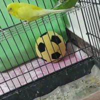 پرنده|پرنده|شهریار, شهرک مصطفی خمینی|دیوار