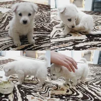 واگذاری سگ اِشپیتز